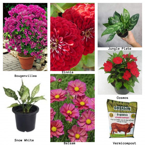 Plants - Summer Season Package on rent