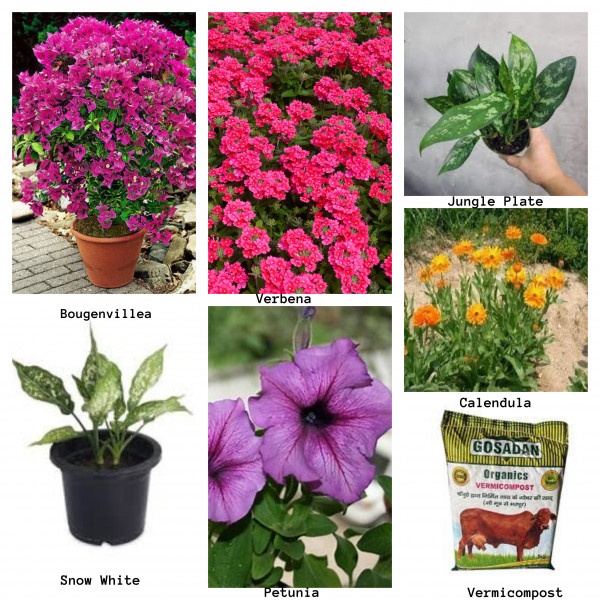  Plants - Winter Season Package on rent